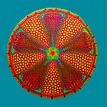 A microscopic image of a 20-million-year-old fossil of algae.
