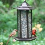bird feeder cardinals