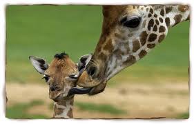 giraffe mother and child