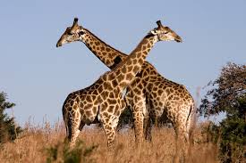 giraffe two