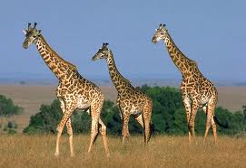 giraffes three