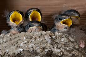 Four baby barn swallows eager for their next meal.