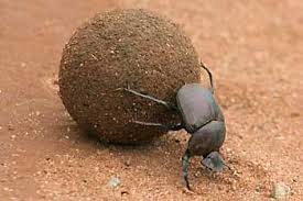 A persevering dung beetle.