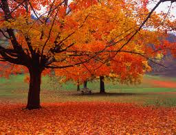 fall treesjpg