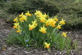 daffodils bunch (1)