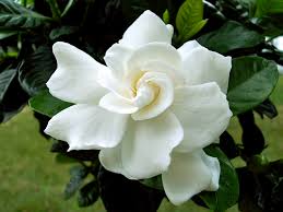 Flowers, like this gardenia, use scent to attract insects for pollination. Others use scent to keep insects and animals away. animals.