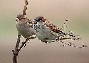 sparrows1