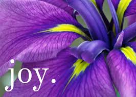 joy purple flower