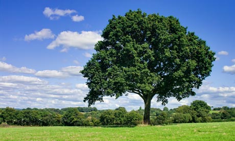An ordinary, extraordinary oak tree.