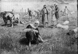 Ruth meets Boaz while gleaning in his fields.