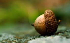 The little acorn can be transformed into a mighty oak tree--through perseverance.
