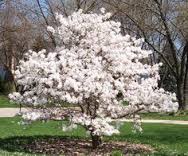 Our mock magnolia tree looked looked something like this when it was in full bloom--only ours was much bigger.