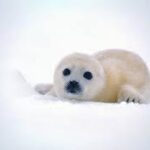 Is there anything cuter than a baby seal?