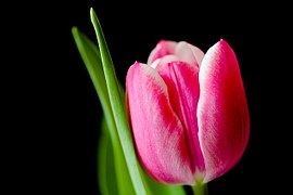 flower tulip-328428__180