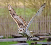 This owl is showing off its majestic wing span.