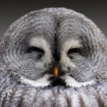 Only two birds have eyes that face forward: the owl and what other bird? (answer at the end)