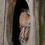 owl hidingbird-animal-owl-medium