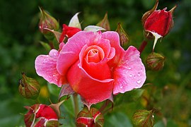 rose-1463385__180