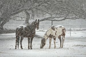 winter-horse-419743_960_720
