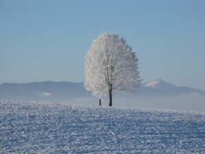 winter-lone-tree-198447__340