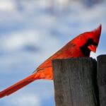 winter-redbird-107802__340